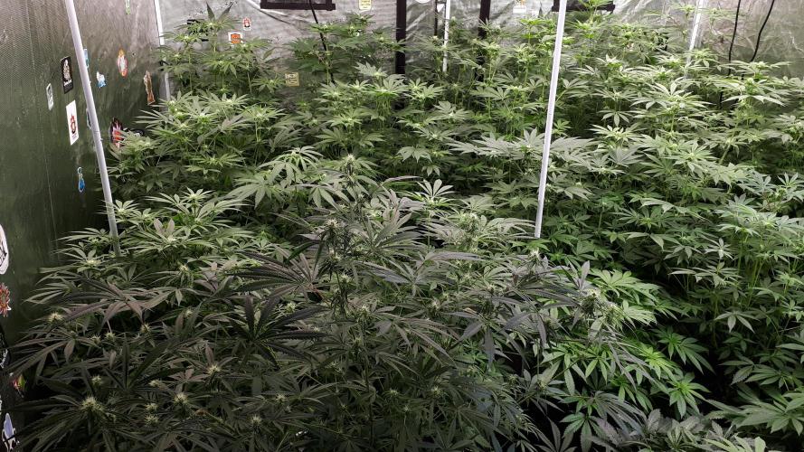 25 PLANT GROW- 8X8 GROW TENT. Week 11
