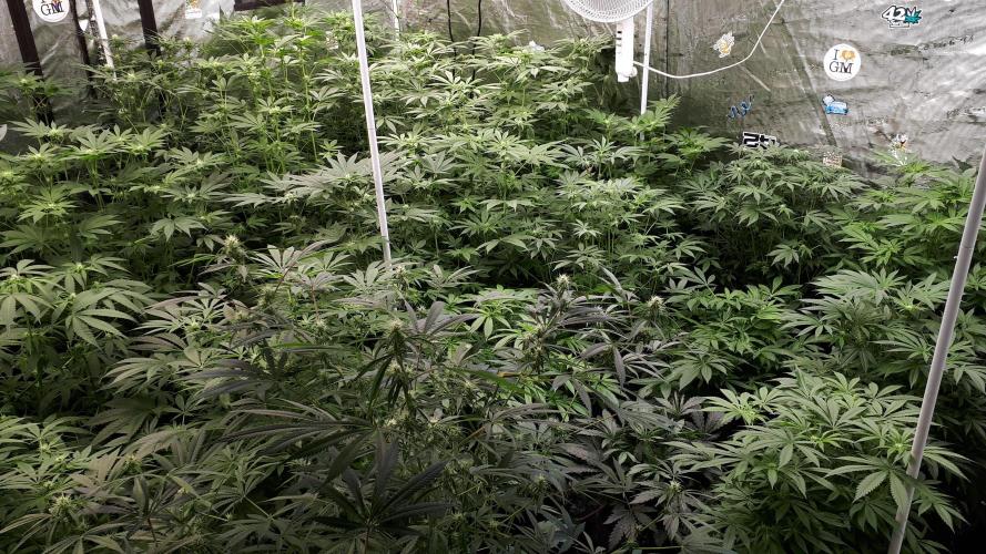 25 PLANT GROW- 8X8 GROW TENT. Week 11