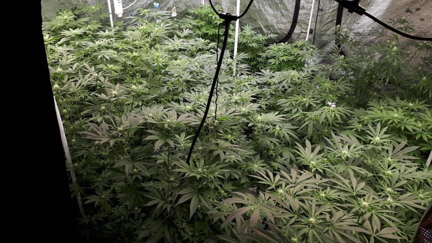 25 PLANT GROW- 8X8 GROW TENT. Week 11