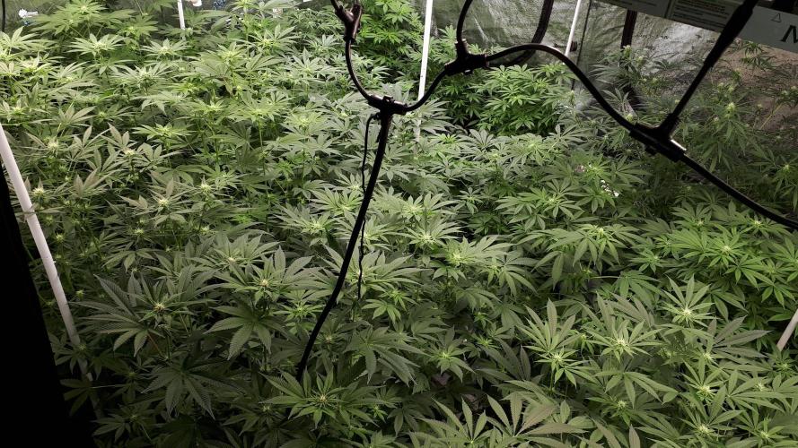 25 PLANT GROW- 8X8 GROW TENT. Week 11