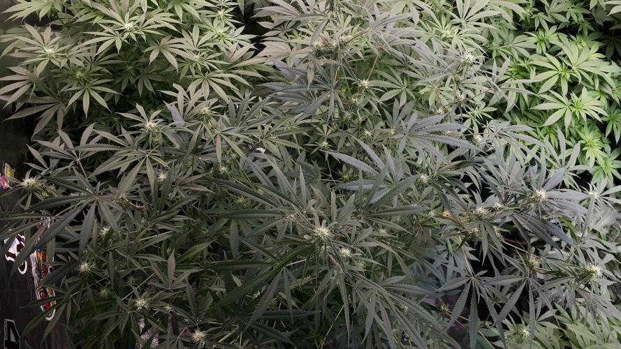 MSNL SEEDS = MIMOSA. Week 11