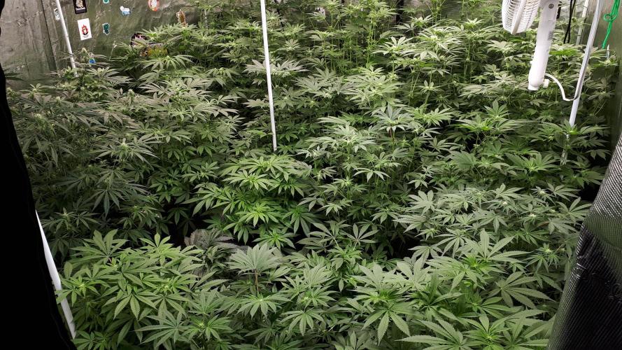 420 FASTBUDS = PAPAYTON. Week 11