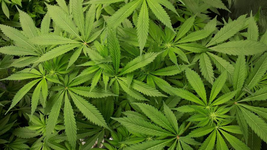KANNABIA SEEDS = APPLE AND BANANAS. Week 11