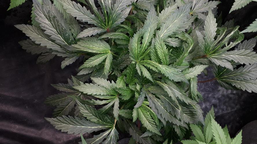 ILGM = TANGIE QUEEN. Week 11
