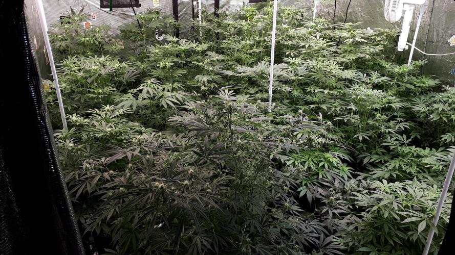 SUPERNATURAL SEEDS = APPLE MAC. Week 11