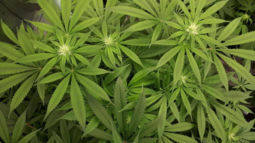 SUPERNATURAL SEEDS = GRAPE GASOLINE. Week 11