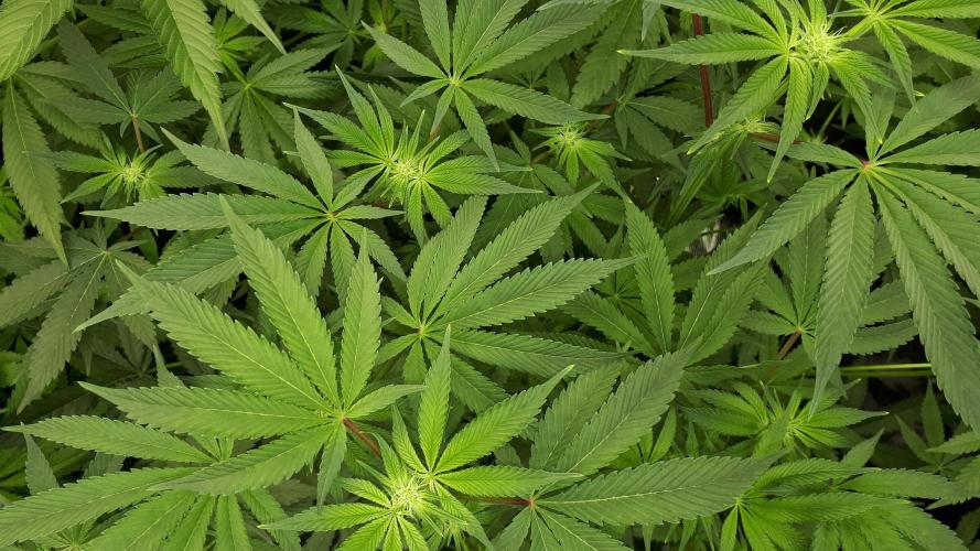 UKHTA SEEDS = CANDY HOUSE. Week 11