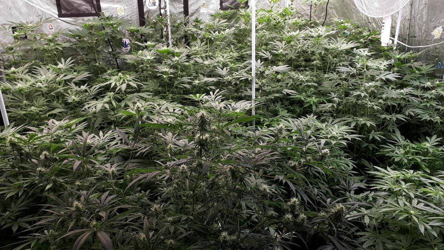 25 PLANT GROW- 8X8 GROW TENT. Week 12