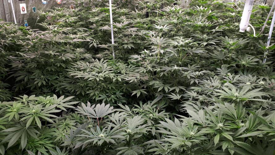 25 PLANT GROW- 8X8 GROW TENT. Week 12