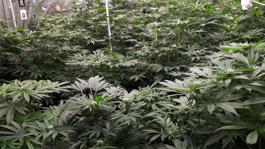 25 PLANT GROW- 8X8 GROW TENT. Week 12