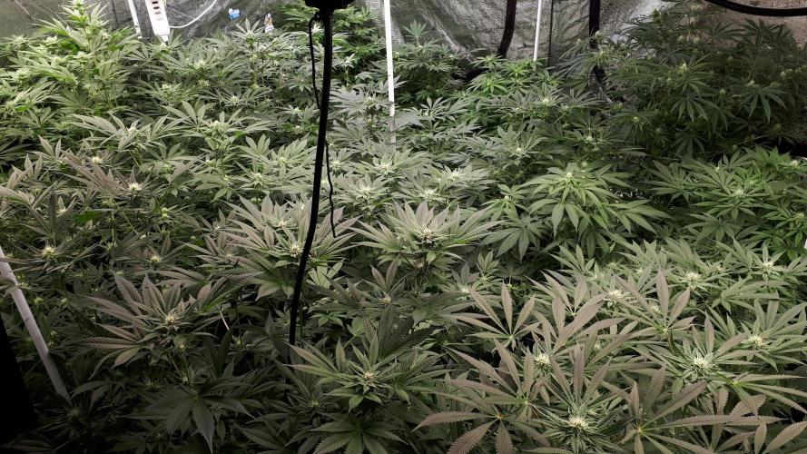 25 PLANT GROW- 8X8 GROW TENT. Week 12