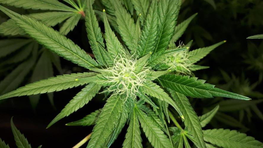 MSNL SEEDS = CARBON FIBER. Week 12