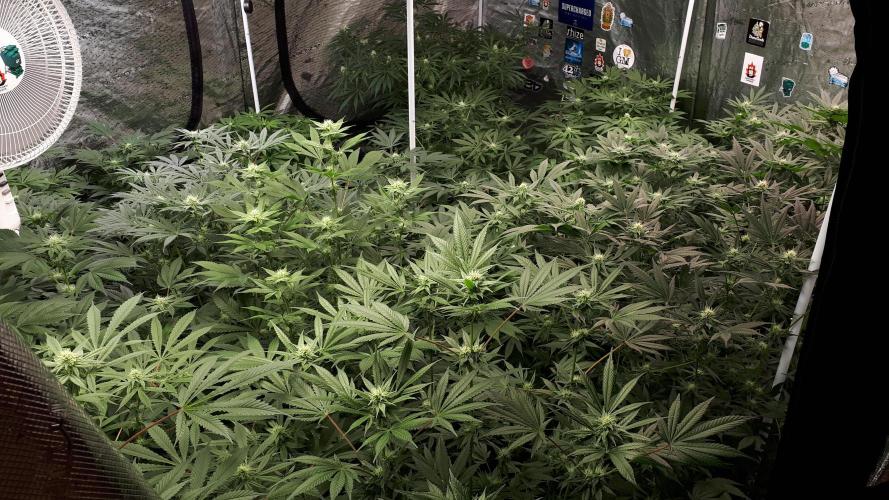 MSNL SEEDS = CARBON FIBER. Week 12