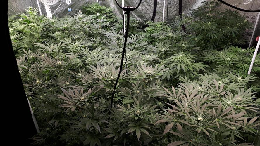 MSNL SEEDS = GRAPE GLACIER. Week 12