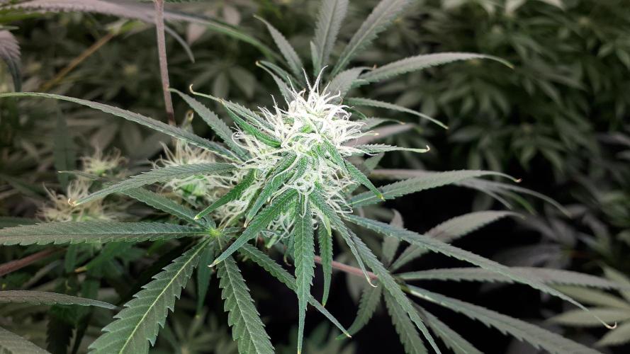 MSNL SEEDS = MIMOSA. Week 12