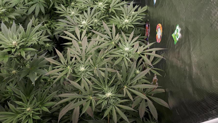 420 FASTBUDS = LEMON CHERRY RUNTZ. Week 12