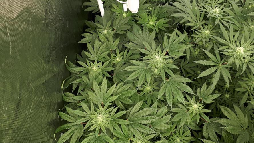 420 FASTBUDS = PAPAYTON. Week 12