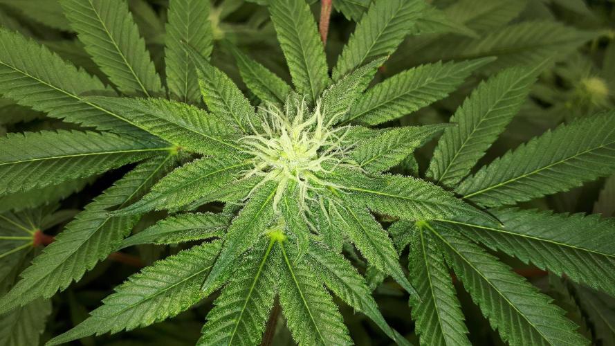 420 FASTBUDS = PAPAYTON. Week 12