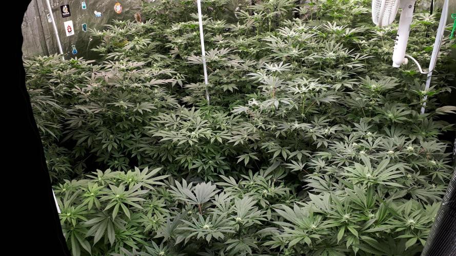Grow Tent 240x240x200cm (8'x8'x6.5'). Week 12