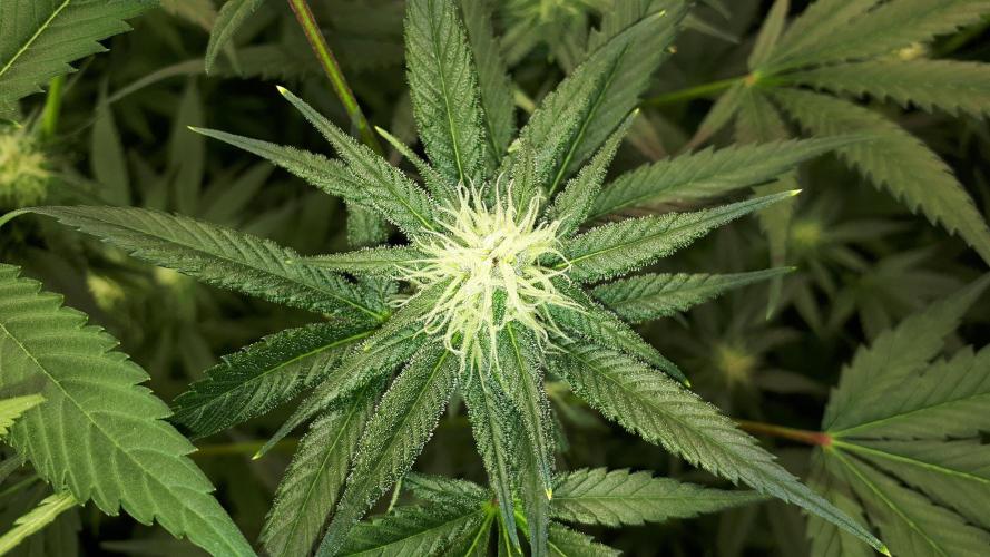 420 FASTBUDS = TROPICANA COOKIES FF. Week 12