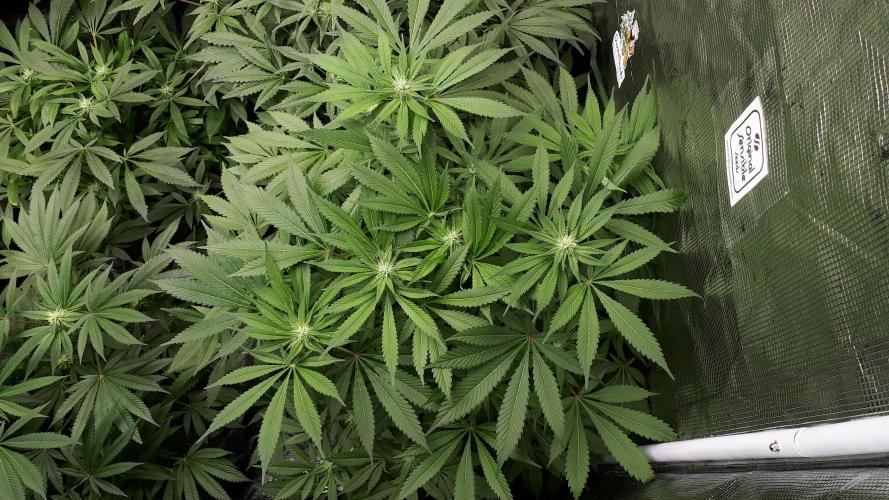 KANNABIA SEEDS = APPLE AND BANANAS. Week 12