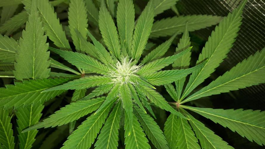 KANNABIA SEEDS = APPLE AND BANANAS. Week 12