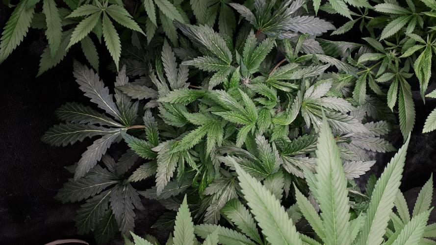 ILGM = TANGIE QUEEN. Week 12