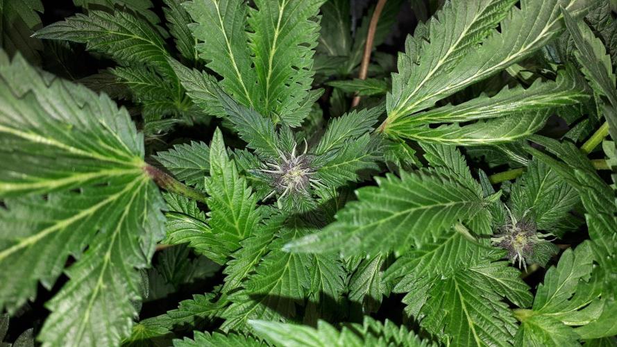 ILGM = TANGIE QUEEN. Week 12