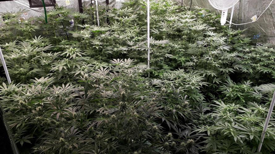 ILGM = TANGIE QUEEN. Week 12
