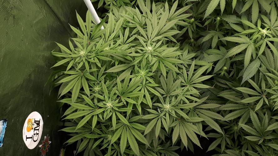 SUPERNATURAL SEEDS = GRAPE GASOLINE. Week 12
