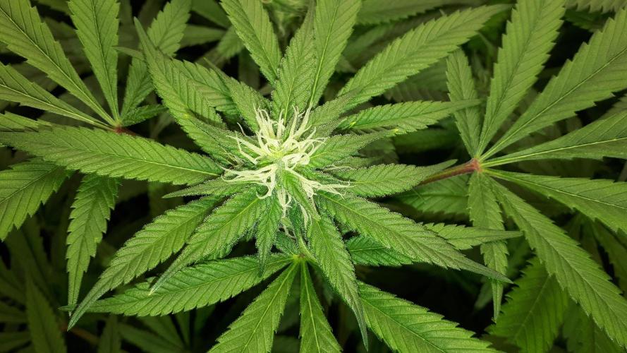 SUPERNATURAL SEEDS = GRAPE GASOLINE. Week 12