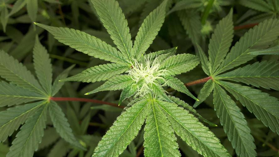 UKHTA SEEDS = CANDY HOUSE. Week 12