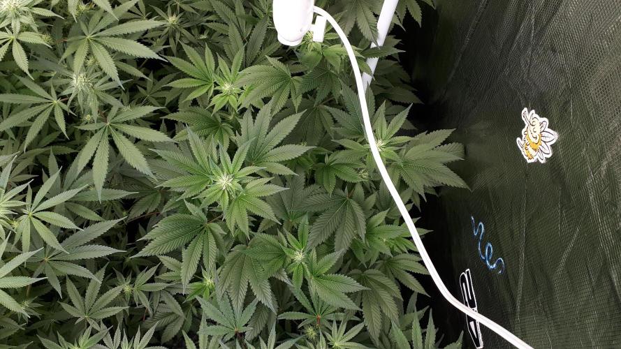 IZI SEEDS = GRANDPA ZOMBIE. Week 12