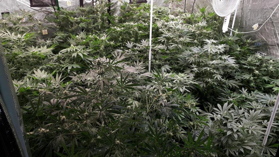 25 PLANT GROW- 8X8 GROW TENT. Week 13