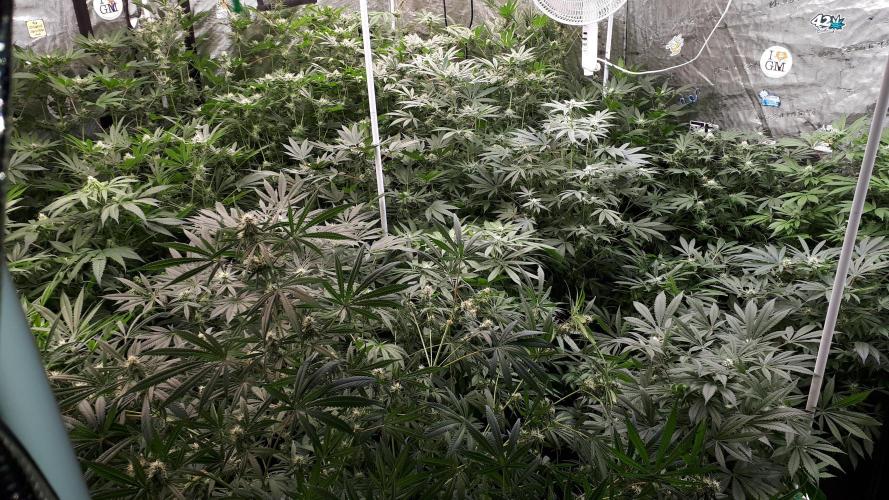 25 PLANT GROW- 8X8 GROW TENT. Week 13