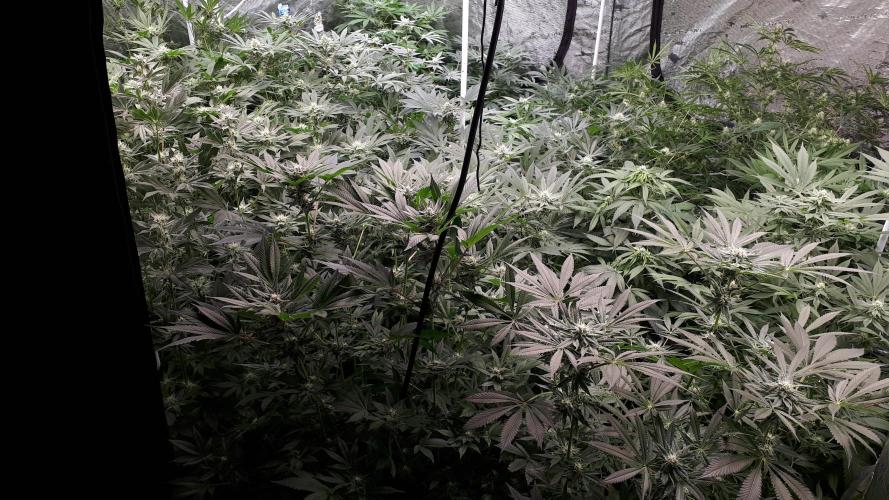 25 PLANT GROW- 8X8 GROW TENT. Week 13