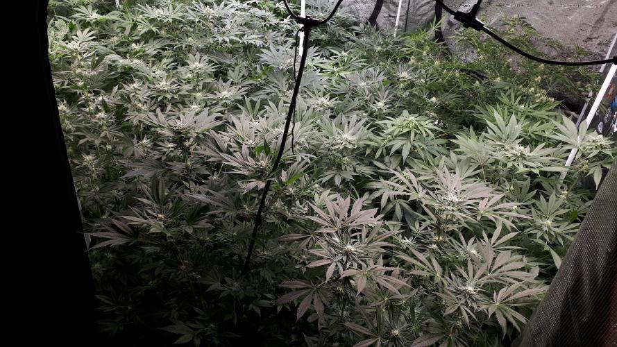 25 PLANT GROW- 8X8 GROW TENT. Week 13