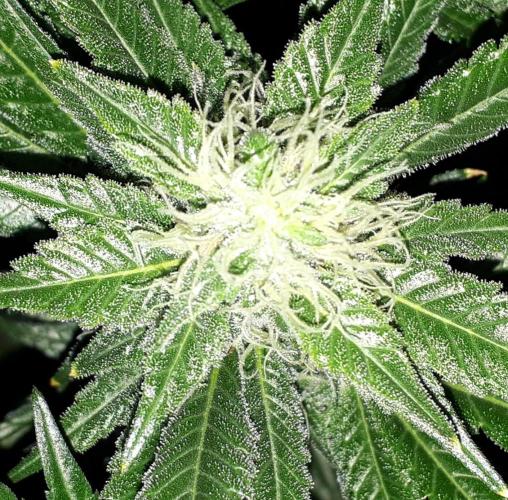 MSNL SEEDS = CARBON FIBER. Week 13