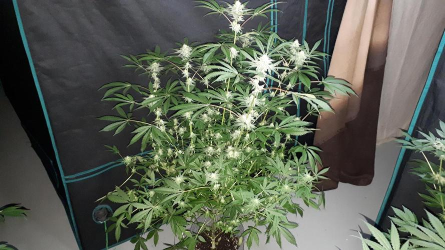 MSNL SEEDS = GORILLA ZKITTLES. Week 13