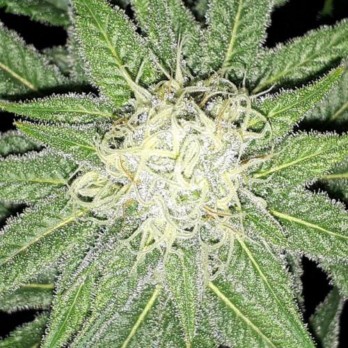 MSNL SEEDS = GORILLA ZKITTLES. Week 13