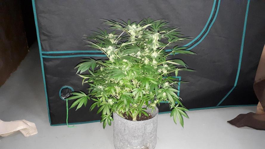 MSNL SEEDS = GRAPE GLACIER. Week 13