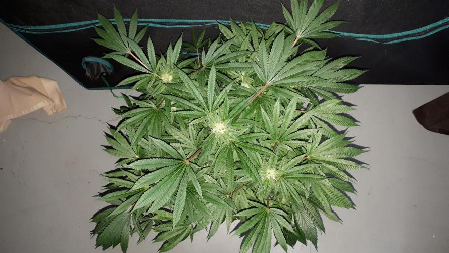 MSNL SEEDS = GRAPE GLACIER. Week 13