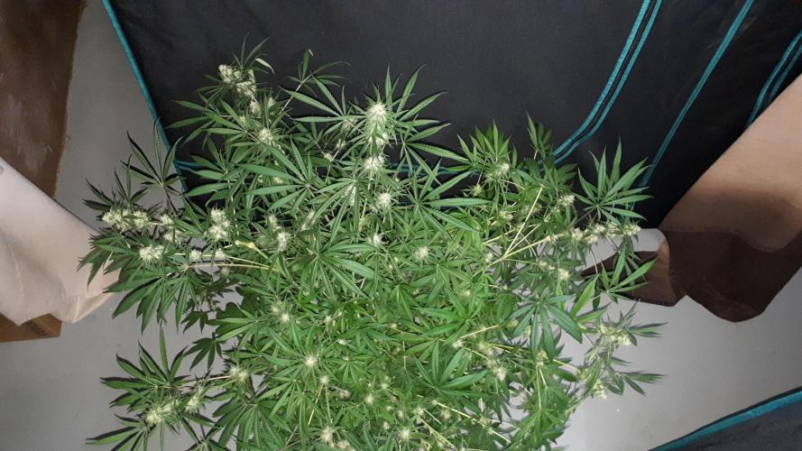 MSNL SEEDS = MIMOSA. Week 13
