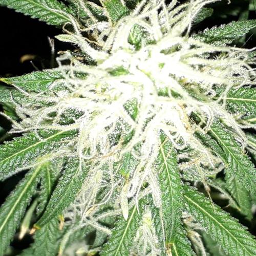 MSNL SEEDS = MIMOSA. Week 13