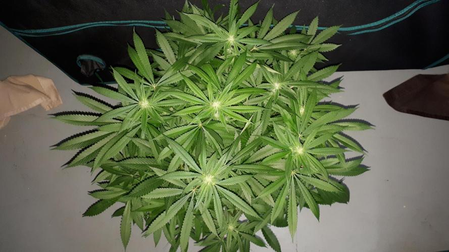 MSNL SEEDS = SKYWALKER OG. Week 13