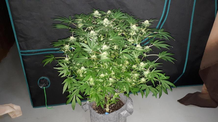 420 FASTBUDS = BISCOTTI GELATO. Week 13
