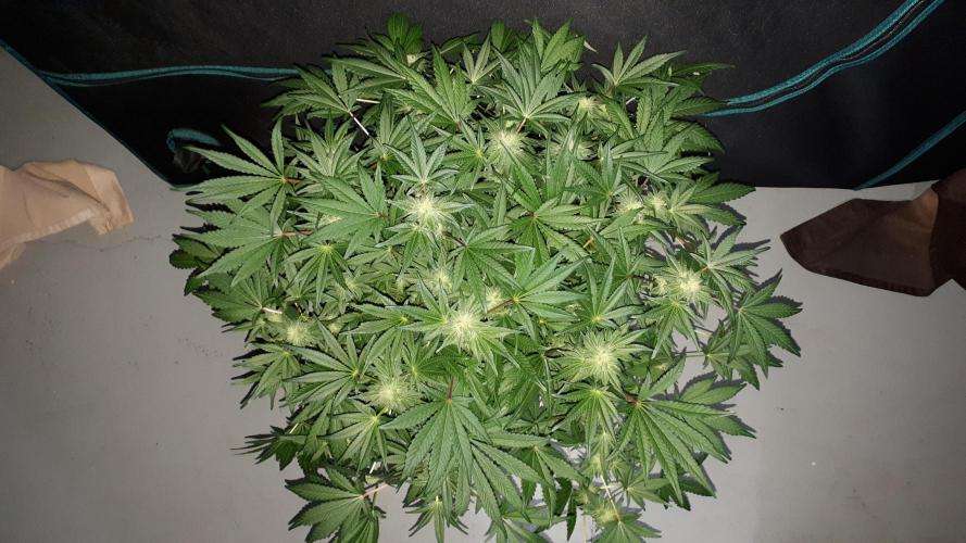 420 FASTBUDS = BISCOTTI GELATO. Week 13