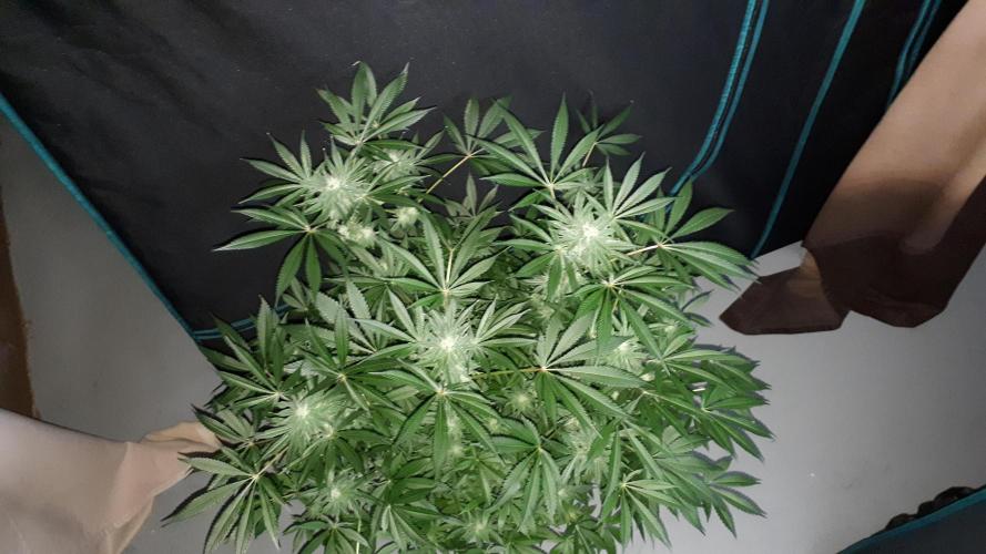 420 FASTBUDS = LEMON CHERRY RUNTZ. Week 13