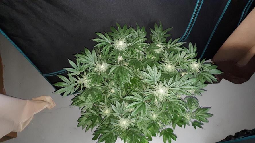 420 FASTBUDS = PAPAYTON. Week 13