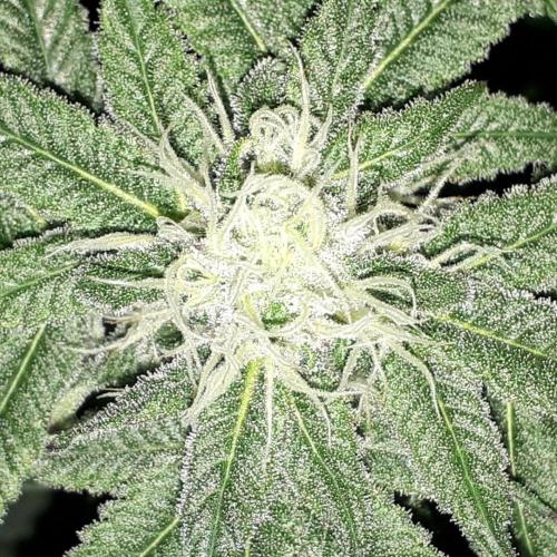 420 FASTBUDS = PAPAYTON. Week 13